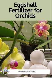 Using Egghells As A Calcium Supplement For Orchids Orchid Plant Care Repotting Orchids Fertilizer For Plants