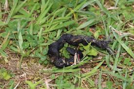 Image result for marten poop