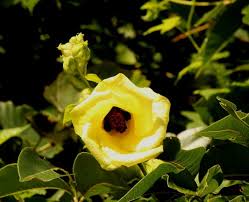 Image result for Hibiscus ludwigii