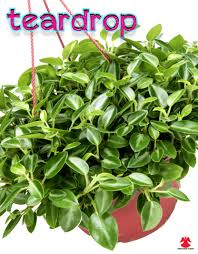 Pin On Plants Inside Outside