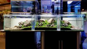 Rebecca Aquarium Landscape Aquascape Aquascape Aquarium
