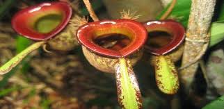 We did not find results for: Tumbuhan Langka Di Indonesia Flora Dilindungi Tumbuhan Yang Dilindungi Kepunahannya Di Indonesia Endangered Plants In Indonesia Berbagaireviews Com