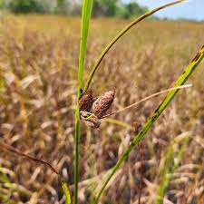 Image result for Bolboschoenus