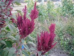 Weywi Cupelli Amaranth Seed Bank Seeds