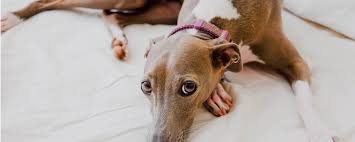 Der greyhound ist ein typischer vertreter der okzidentalen windhunde, mit guter bemuskelung, tiefer brust und langen läufen. Greyhound Hundemagazin Info