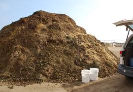 horse manure ile ilgili görsel sonucu