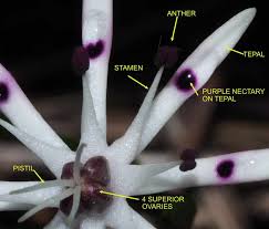 Image result for Wurmbea