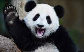 We did not find results for: 7 Lucruri Despre Simpaticul UrsuleÈ› Panda È™i Tot Atatea Imagini Amuzante Cu El Editia De Dimineata