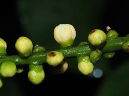 Image result for Aphanamixis