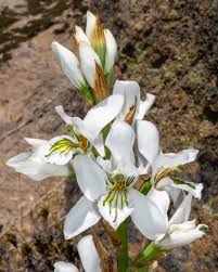 Image result for Salacia chlorantha