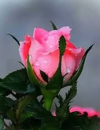 Bagai sekuntum bunga di taman. Mawar Sekuntum Di Taman Hati Kompasiana Com