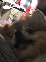 At least he can pose and bounce like a champ ;) watch first part Fat Doggo Rarepuppers