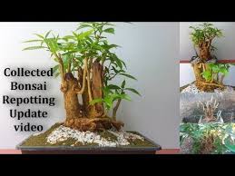 Repotting a money tree bonsai. Collected Bonsai Tree Repotting With Good Results Bonsai Tree Collecting And Repotting Bonsai Youtube