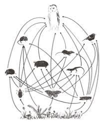 Science Notebook An Owl Pellet Inquiry Carolina Com