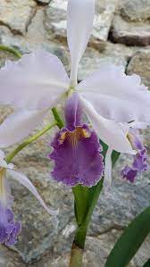 White Cattleya Flower Unusual Flowers Orchid Flower Beautiful Flowers