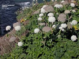 Image result for Aphloiaceae