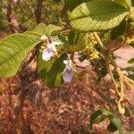 Image result for Vitex mombassae