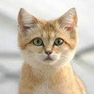 Les Chats Des Sables With an area of 9,200,000 square kilometres (3,600,000 sq mi), it is the largest hot desert in the world and the third largest desert overall. les chats des sables
