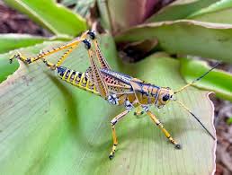 Элементы, изображённые на этом файле. Serpy On Twitter Check Out Floridas S Cool Romalea Sp Eastern Lubber Grasshopper If You Get The Chance Sight Of The Summer