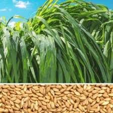 Contact ‎بونيكام بمباسا الامريكي‎ on messenger. Ø¨Ø°ÙˆØ± Ø§Ù„Ø¨ÙˆÙ†ÙŠÙƒØ§Ù… Ù…ÙˆÙ…Ø¨Ø§Ø³Ø§ ÙˆØ§Ù„Ø¨ÙˆÙ†ÙŠÙƒØ§Ù… ØªØ§Ù†Ø²Ø§Ù†ÙŠ ÙˆØ§Ù„Ø¨ÙˆÙ†ÙŠÙƒØ§Ù… Ø³ÙˆØ¨Ø± Ù…ÙˆÙ…Ø¨Ø§Ø³Ø§ Posts Facebook