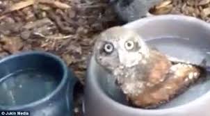 A cluster of cute ducklings. Video Shows Baby Owl Splashing Around In A Bird Bath Daily Mail Online