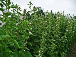 The medicinal uses of the plant include being used as a demulcent. Marshmallow Facts And Health Benefits