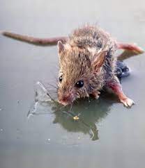 Here's how:on your keyboard, hold down the fn key and press the touchpad key (or f7, f8, f9, f5, depending on the laptop brand you're. Oipa India Battles Against The Use Of Glue Traps For Rodents Oipa