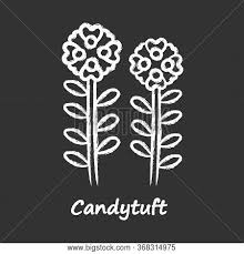 Mountain holly fern is a handsome evergreen fern which is found growing at high elevations in crevices of deeply shaded rocks. Candytuft Chalk Icon Vector Photo Free Trial Bigstock