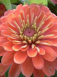Zinnia Zinnias Zinnia Flowers Flower Farm