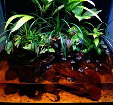 56g Sarawak Blackwater Riparium Tropical Fish Tanks Blackwater Sarawak