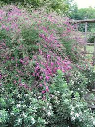 556517 (for references in articles please use ncbi:txid556517). Lespedeza Thunbergii Let It Be Let It Be Let It Be Garden Shrubs Plants Shrubs