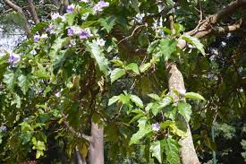 Image result for Solanum wrightii