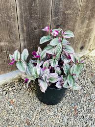 Image result for Tradescantia