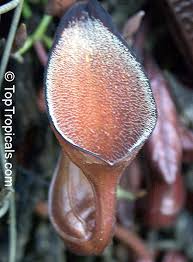 Image result for Aristolochia promissa