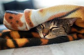 With the right preparation and sleeping arrangements, you and your cat can have a long, peaceful rest together for many nights to come. Cat Sleeping Position Meanings What Does Belly Up Or Curled Up Mean