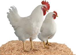 Anda mencari informasi harga ayam potong hari ini ? Info Harga Ayam Broiler Blog Spots