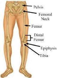 Your lower back (lumbar spine) is the anatomic region between your lowest rib and the upper part of the buttock. Brief Anatomy Of Lower Body Bone Structure Of Human Body 3 Download Scientific Diagram