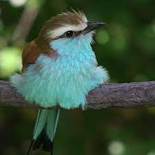 powderpuff blue pet birds pretty birds animals beautiful