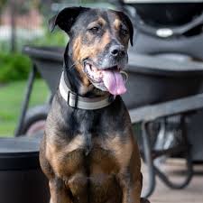Was founded in september 2008 with the goal of saving adoptable dogs and cats from euthanasia in. Ilingz1iodgy M
