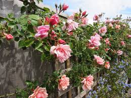 David Austin Rose Albertine In My Garden Flores Lindo