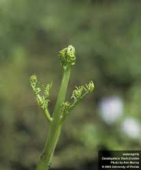 Image result for Ceratopteris