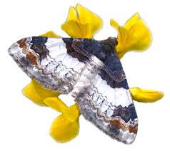 Image result for Stigmella speciosa