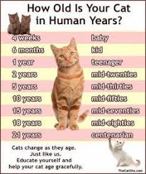 How Old Is Your Cat In Human Years Cats Cat Years Cat Info
