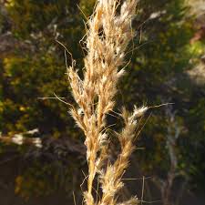 Image result for Sorghastrum stipoides