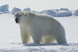 Polar Bears Live In The Arctic Near The North Pole European Animals Dangerous Animals In Europe Animal Danger Polar Bear Polar Bears Live Polar Bear Names