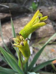 Image result for Velloziaceae