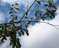 Image result for Olax obtusifolia