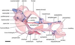 Two chambered heart occurs in a crocodiles b fish c class 11 biology cbse. Fish Anatomy Wikipedia