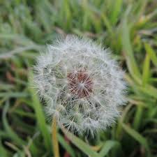 Image result for Taraxacum sp.