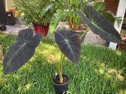 Keep out of direct sunlight. Tips On Making This Clearance Colocasia Black Magic Flourish Repotting Fertilizing Soil Questions Alocasia